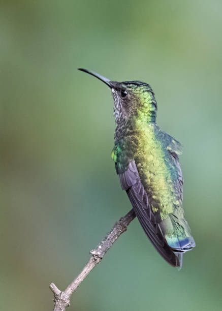 istock hummingbird colombia perched 966686986