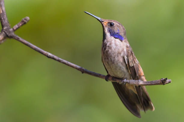 istock hummingbird colombia perched 966686990
