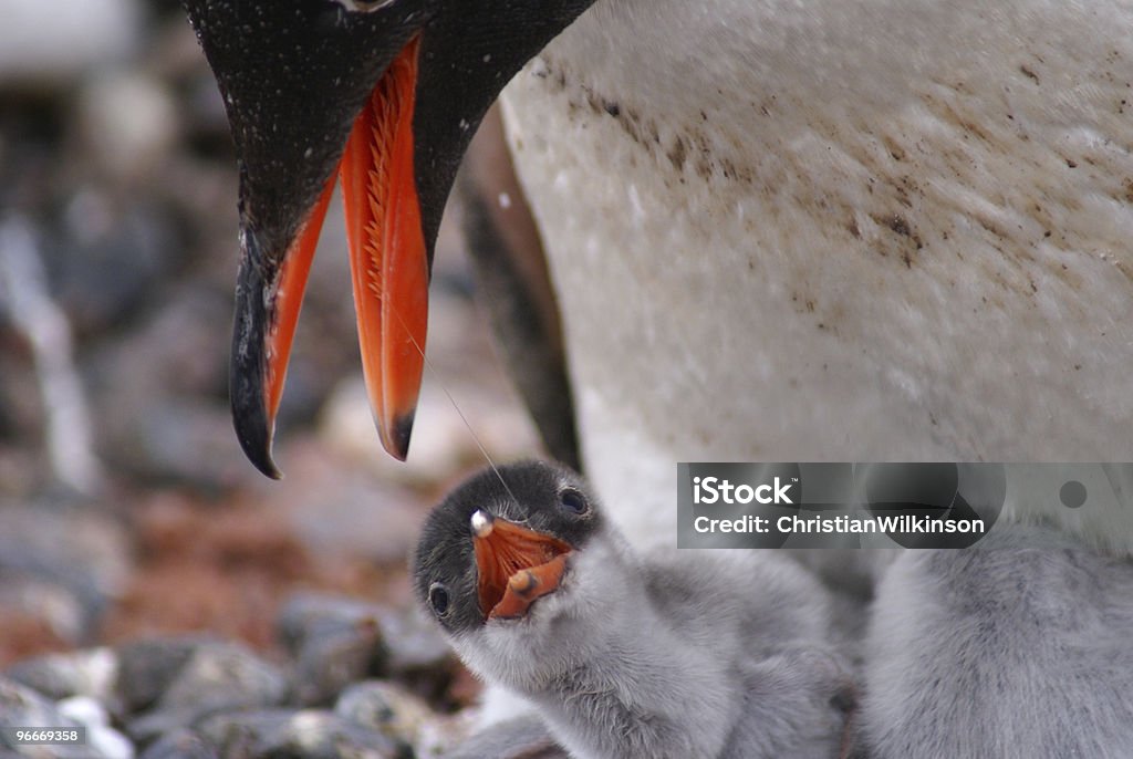 ジェンツーペンギンと女の子 - ペンギンのロイヤリティフリーストックフォト