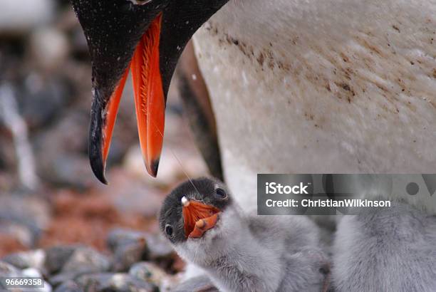 ジェンツーペンギンと女の子 - ペンギンのストックフォトや画像を多数ご用意 - ペンギン, 孵化したばかり, 2匹