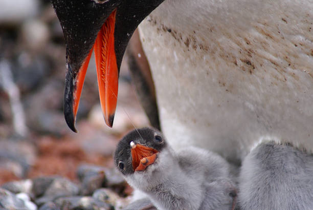 Gentoo Penguin and Chick  paradise bay antarctica stock pictures, royalty-free photos & images