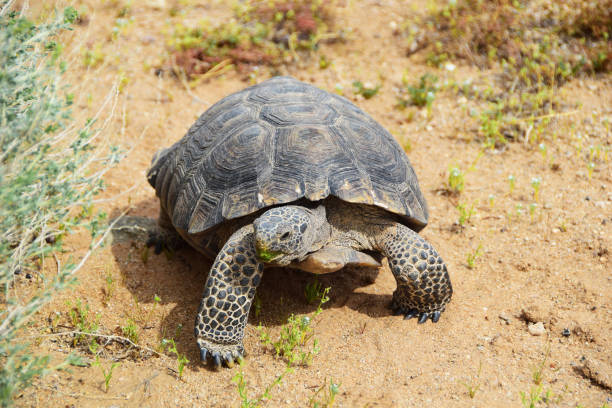 deserto usa sud-ovest - desert tortoise foto e immagini stock