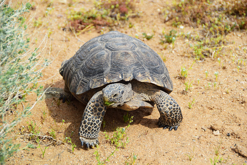 Big turtle in grass