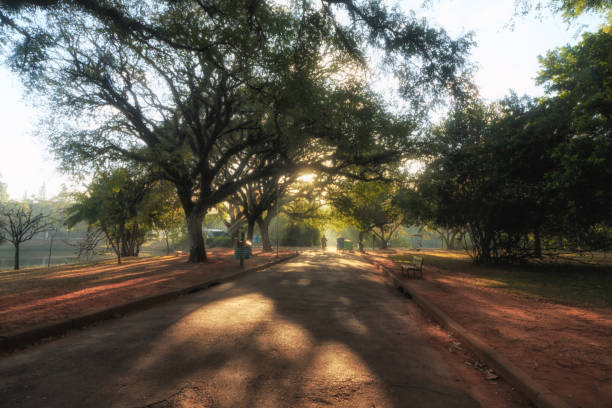 Sunrise in Sao Paulo Ibirapuera Public Park in Sao Paulo Brazil ibirapuera park stock pictures, royalty-free photos & images