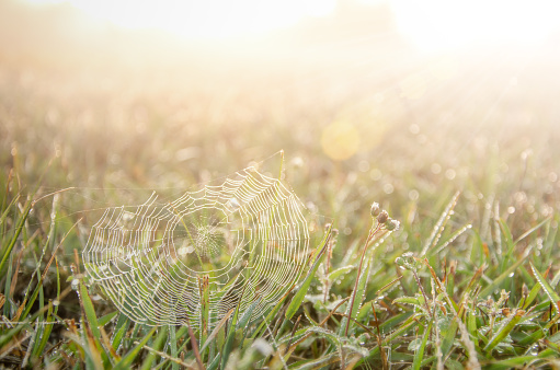 The dew in the morning with spider web at the Meadow.It's refreshing,copy space