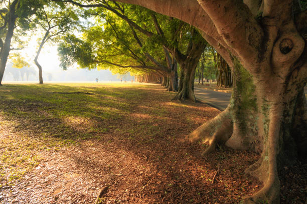 Ibirapuera Public Park in Sao Paulo Brazil