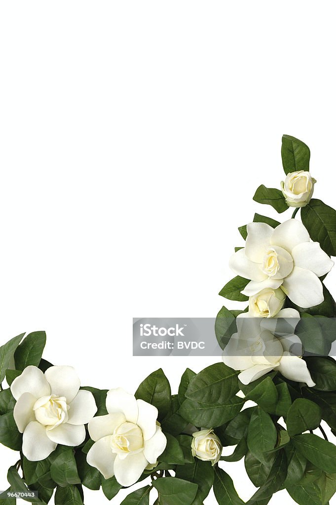 Magnolia bordo - Foto stock royalty-free di Incorniciatura