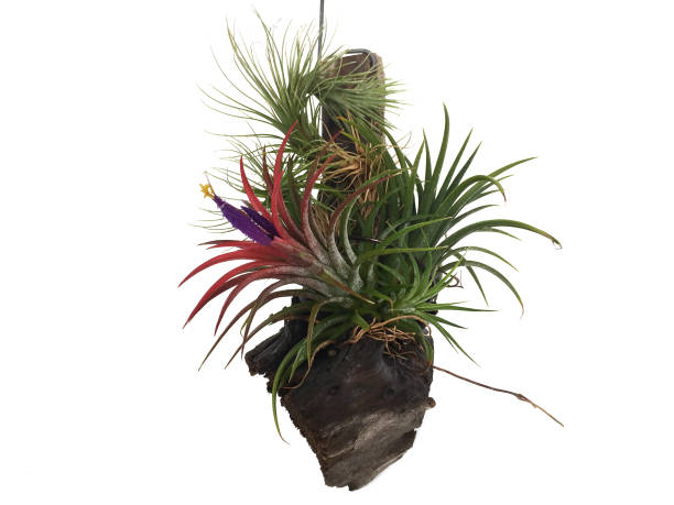 istock Tillandsia or Air plant grows without soil while attached to other plants. 966706088