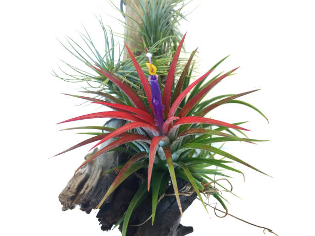 istock Tillandsia or Air plant grows without soil while attached to other plants. 966706092