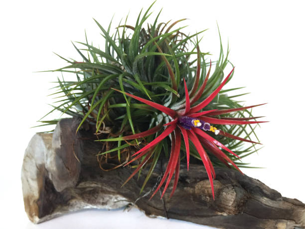 istock Tillandsia or Air plant grows without soil while attached to other plants. 966706094