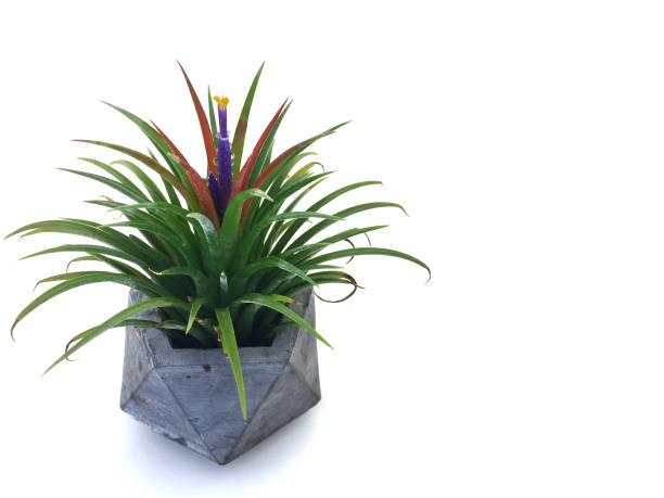 istock Tillandsia or Air plant grows without soil while attached to other plants. 966708262
