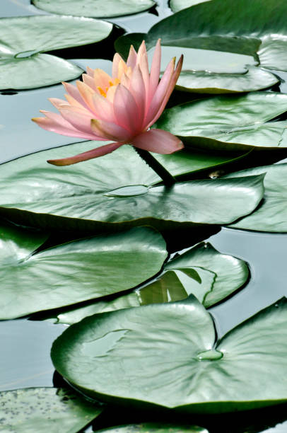 istock Blossom waterlily flowers 966708904