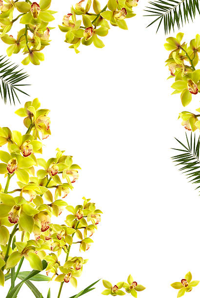 0rchid Frame 14,800+ Frame With Orchids Stock Photos, Pictures & Royalty-Free Images ...