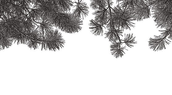 Pen and ink illustration of Ponderosa Pine branches background