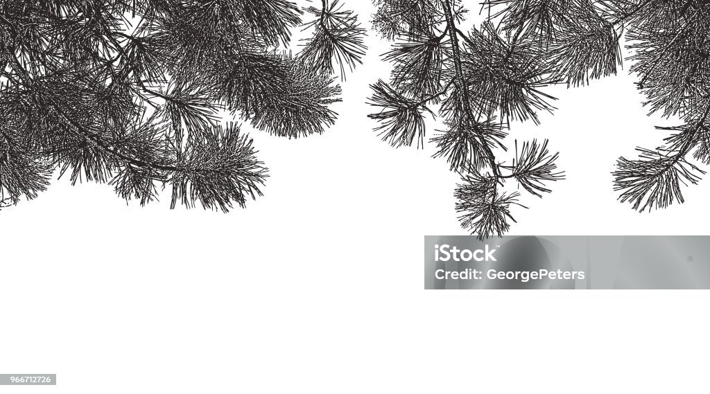 Ponderosa Pine branches background Pen and ink illustration of Ponderosa Pine branches background Pine Tree stock vector
