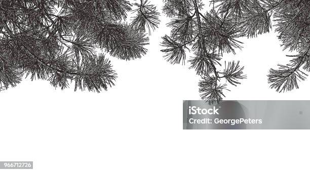 Ponderosa Pine Branches Background Stock Illustration - Download Image Now - Pine Tree, Branch - Plant Part, Needle - Plant Part