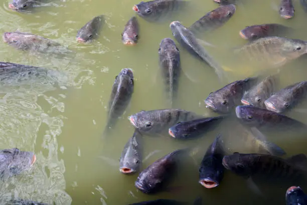 Photo of Tilapia Fish in farm