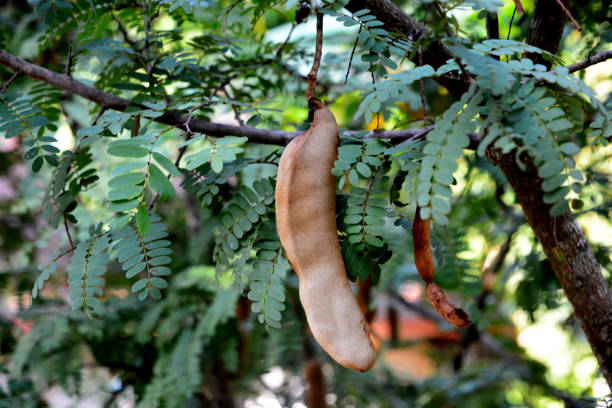 Close up of Tamarind fresh fruit on tree, Tropical fruits, Tree tamarind. Raw tamarind on tree