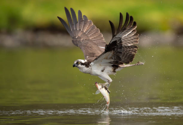 Osprey An osprey in Southern Florida hawk bird photos stock pictures, royalty-free photos & images