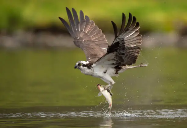 An osprey in Southern Florida