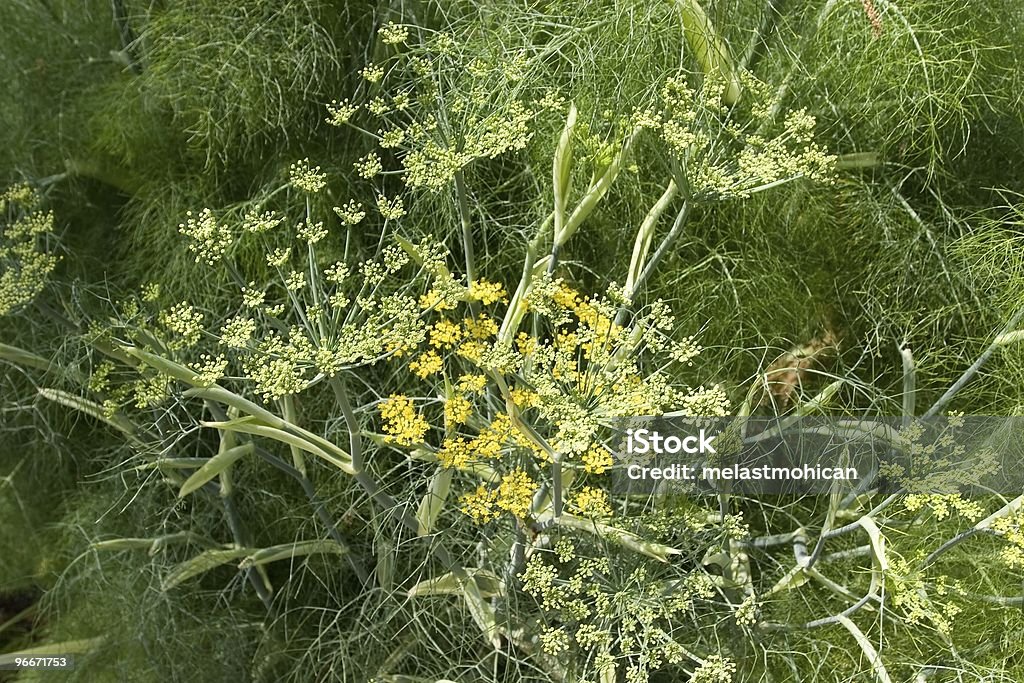 Fennel Fennel (Foeniculum vulgare) is a plant species in the genus Foeniculum Anise Stock Photo