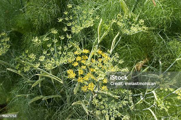 Fennel Stock Photo - Download Image Now - Anise, California, Color Image
