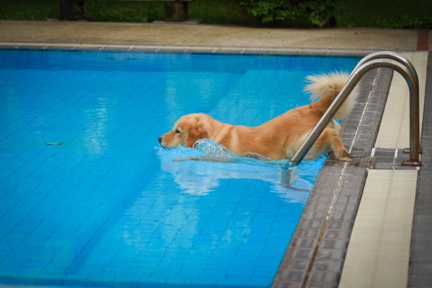 istock Golden Retriever Puppy Exercise in Swimming Pool 966719334
