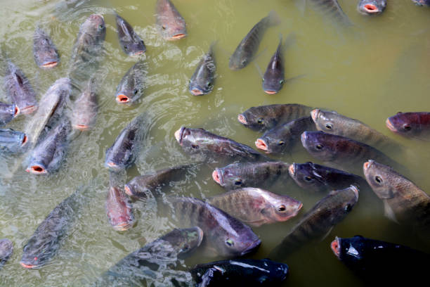 틸라피아 고기잡이 있는 농장 - tilapia 뉴스 사진 이미지