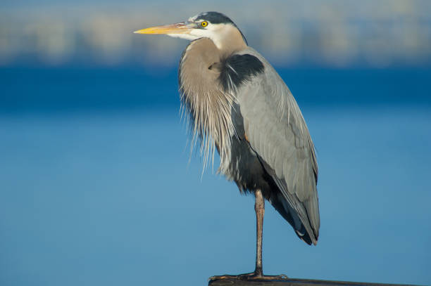 Great Blue Heron, on wooden pier in Indialantic, Florida (USA).