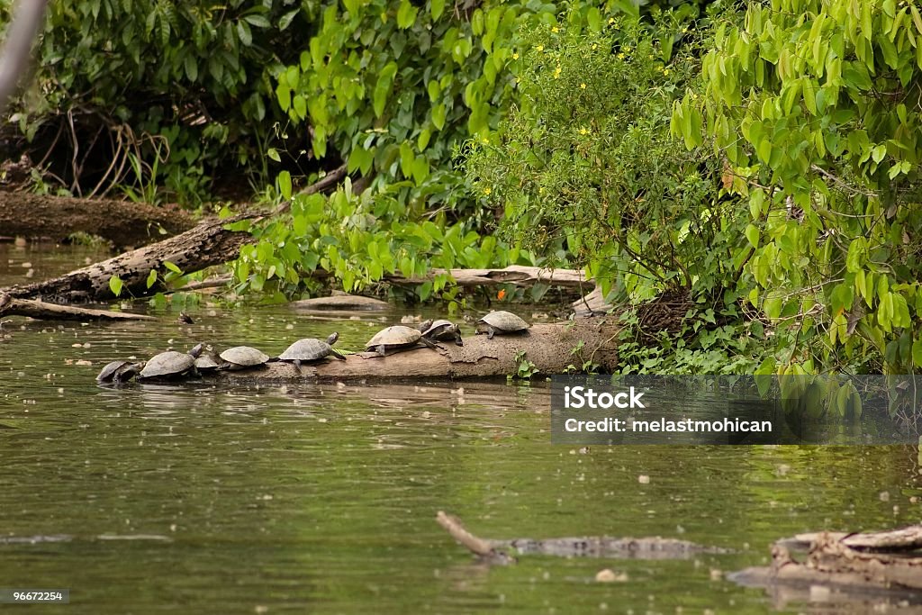 Amazon tortues - Photo de Comté de Sandoval libre de droits
