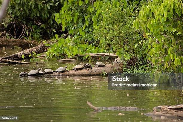 Amazon Tartarughe - Fotografie stock e altre immagini di Contea di Sandoval - Contea di Sandoval, Lago, Perù