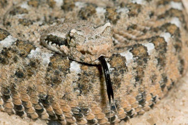 istock Sidewinder Rattlesnake with Forked Tongue 966722640