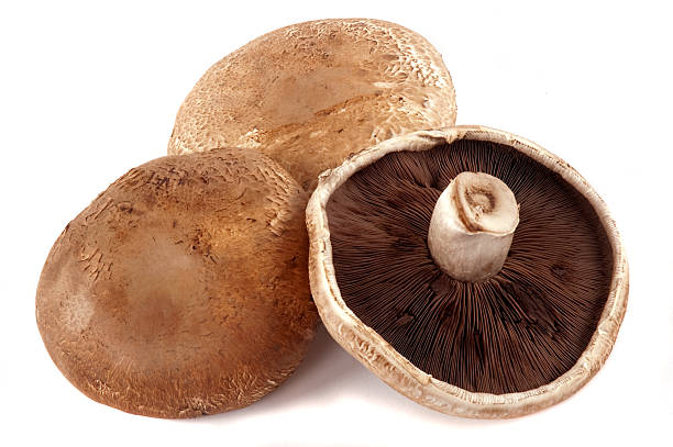 tipo seta - seta portobello fotografías e imágenes de stock