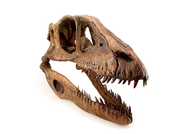 deinonychus teschio - animal teeth animal skull extinct animal bone foto e immagini stock