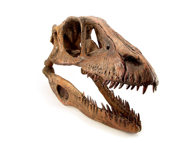 deinonychus スカル - animal teeth animal skull extinct animal bone ストックフォトと画像