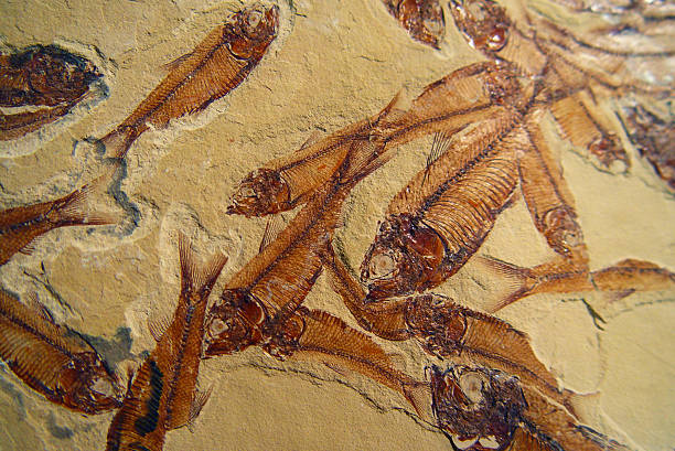 화석 고기잡이 - paleozoic era 뉴스 사진 이미지