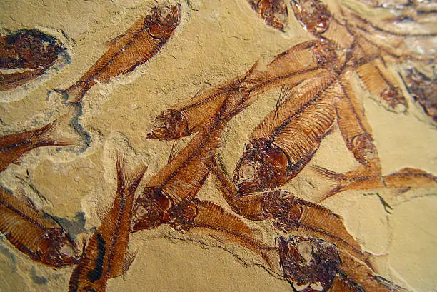 Photo of Fossil Fish