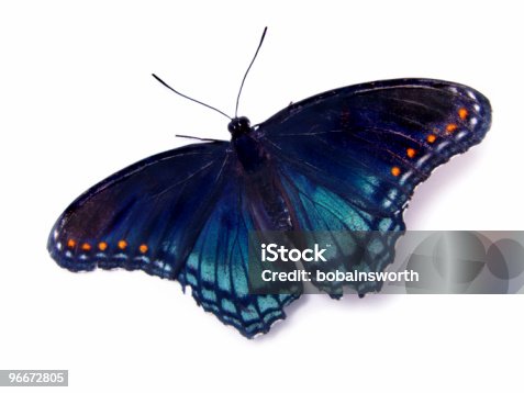 istock Blue Butterfly 96672805