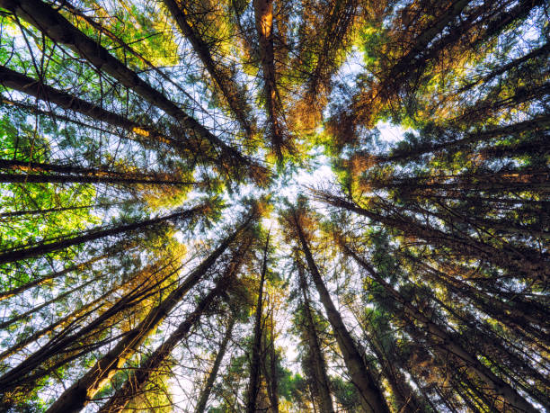 istock Sunny spring forest,Northern Ireland 966735838