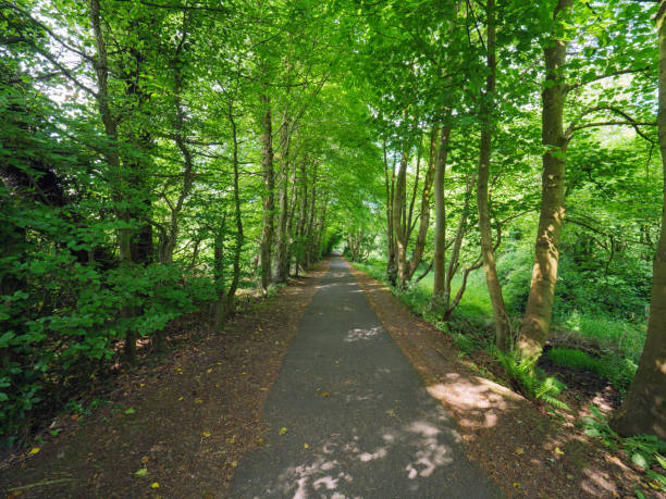 istock Sunny spring forest,Northern Ireland 966735878