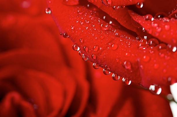 red rose with water droplets, extreme close-up . stock photo