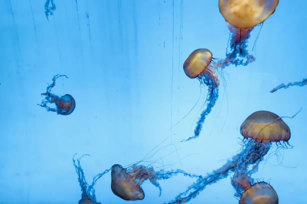istock jellyfish in the aquarium 966743476