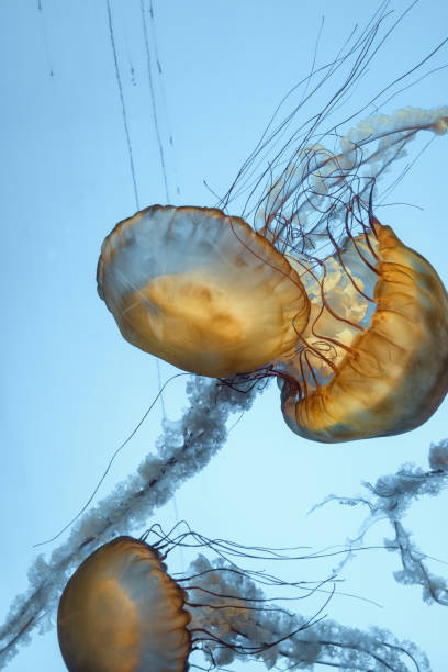 istock jellyfish in the aquarium 966743506