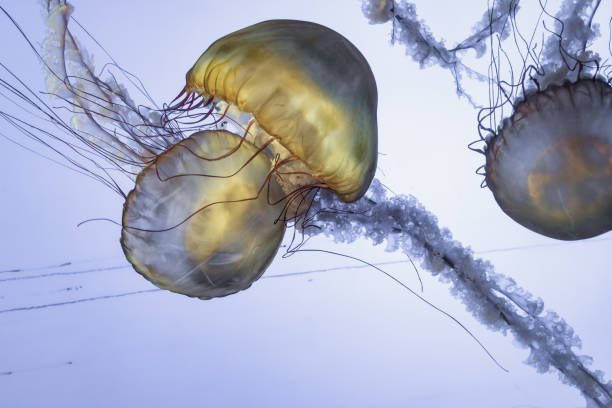 istock jellyfish in the aquarium 966743514