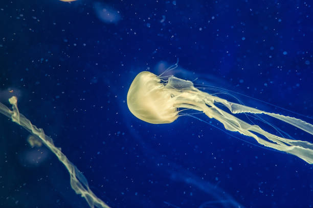istock jellyfish in the aquarium 966743574