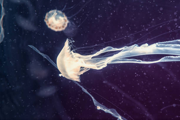 istock jellyfish in the aquarium 966743588