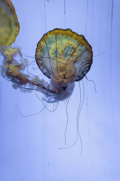 istock jellyfish in the aquarium 966743660