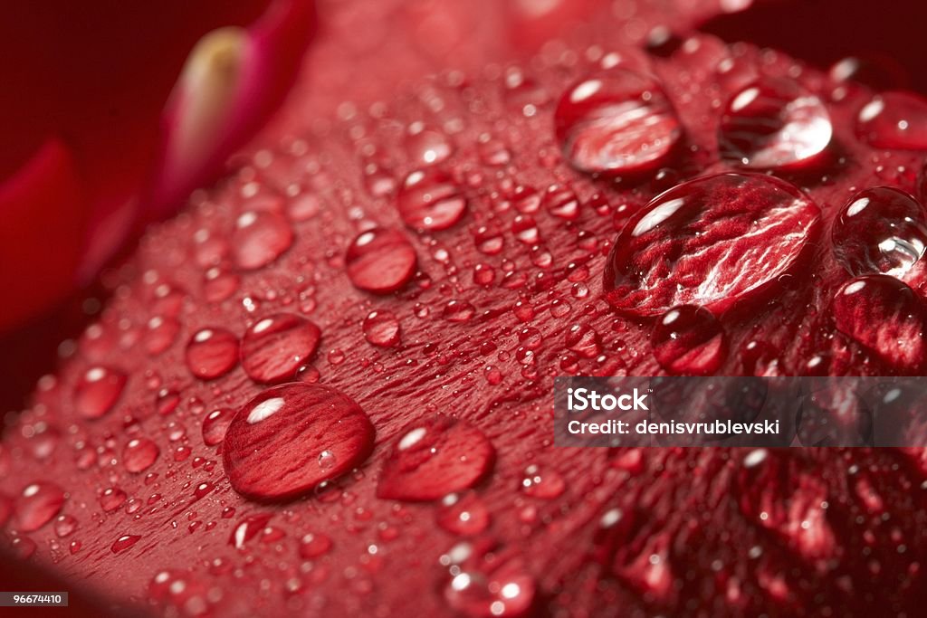 Rosa rossa, goccia d'acqua - Foto stock royalty-free di Acqua potabile