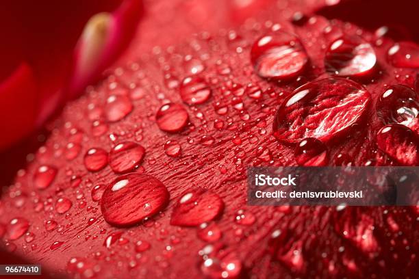 Rosa Rossa Goccia Dacqua - Fotografie stock e altre immagini di Acqua potabile - Acqua potabile, Amore, Anniversario