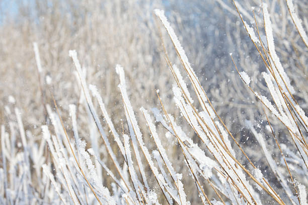 istock Hoarfrost blowing away from dry grass 96674468
